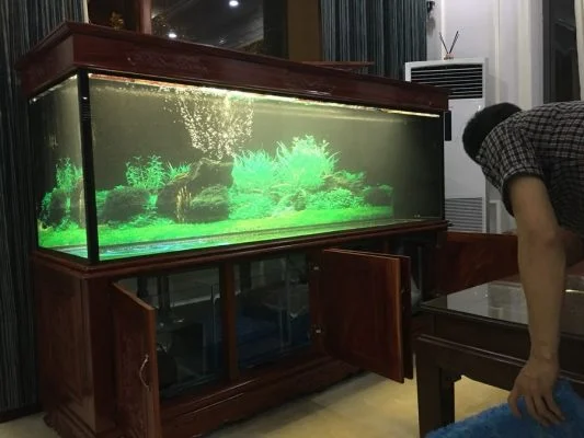 Bể cá rồng nhà anh Trọng tại Việt Trì