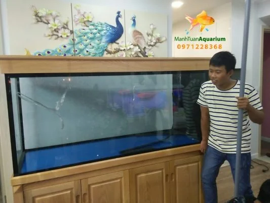 Bể cá rồng nhà anh Trung chung cư Nguyễn Tuân