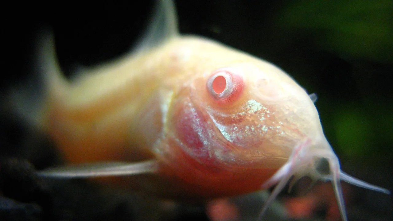 Cách nuôi cá chuột trắng Albino mắt đỏ dọn đáy bể